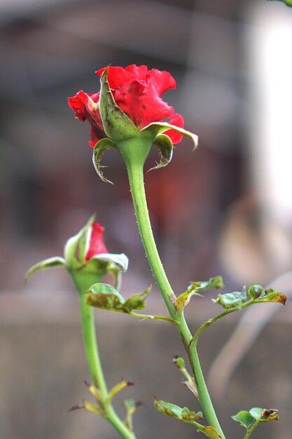 Foto prossimo piano della pianta di rosa