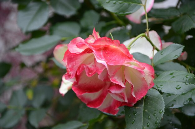 Photo close-up of rose plant