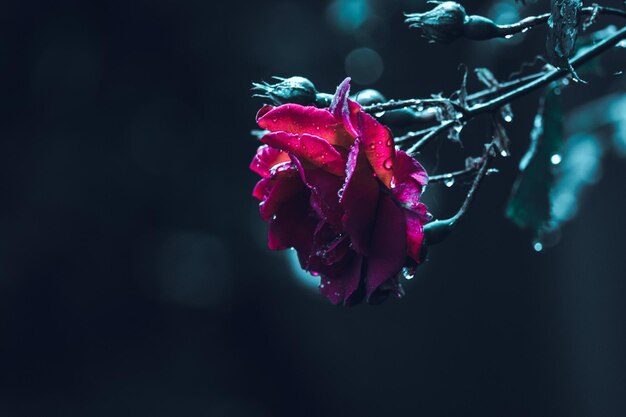 Photo close-up of rose plant