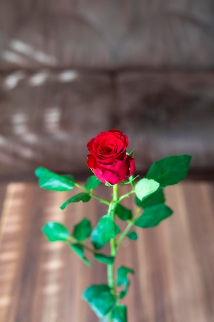 Photo close-up of rose plant