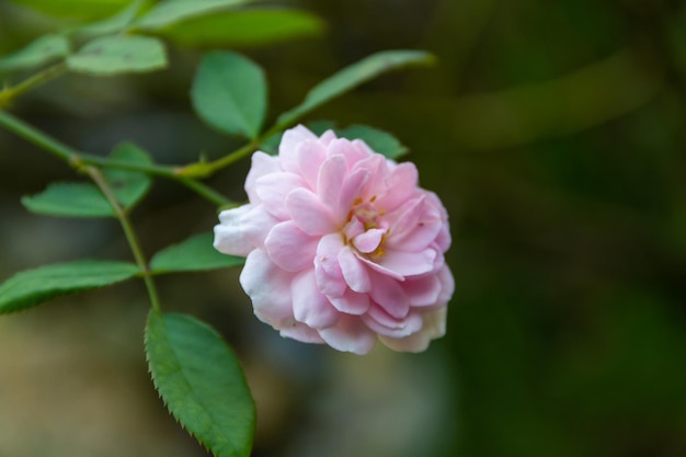 Close-up of rose plant