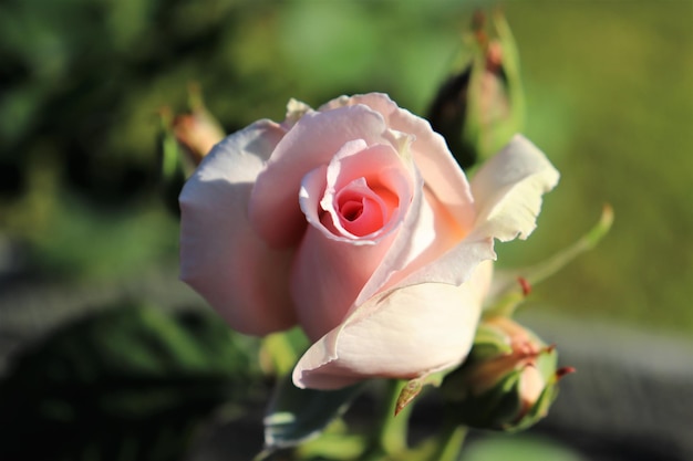 Foto close-up di rose rose