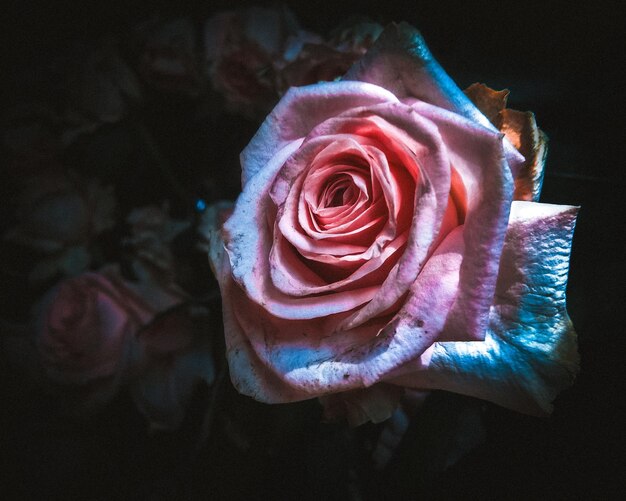 Photo close-up of rose roses