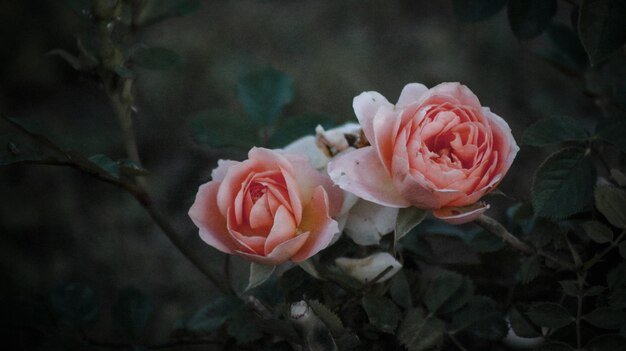 Photo close-up of rose roses