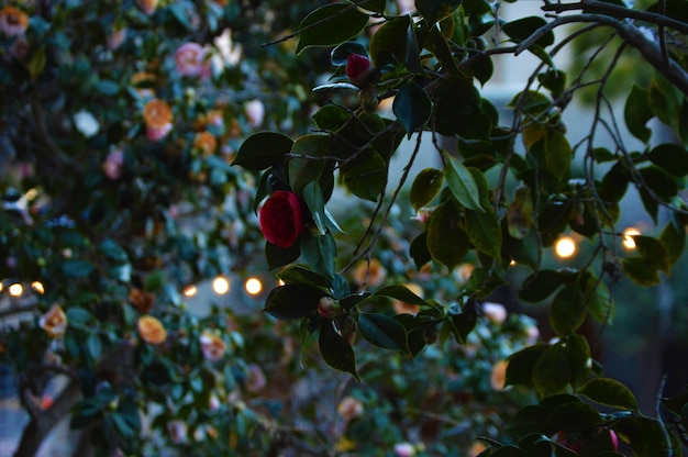 Foto close-up di un albero di rose con stringhe di luci illuminate