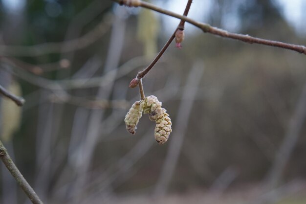 Close-up of rose on twig