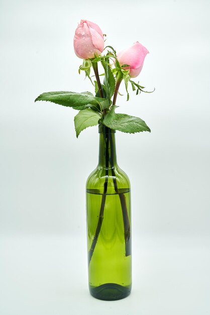 Close-up of rose in vase against white background