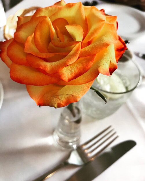 Close-up of rose in vase on table