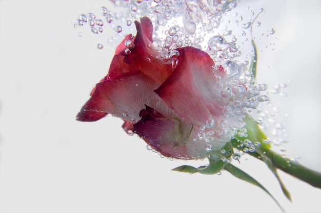 Foto close-up di una rosa in acqua su uno sfondo bianco