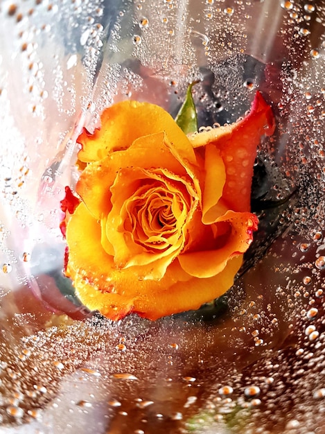 Close-up of rose in water