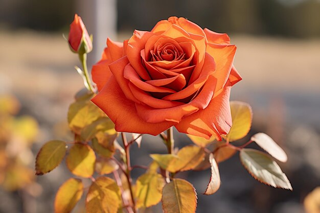 A close up of a rose with vibrant fall foliage in the background