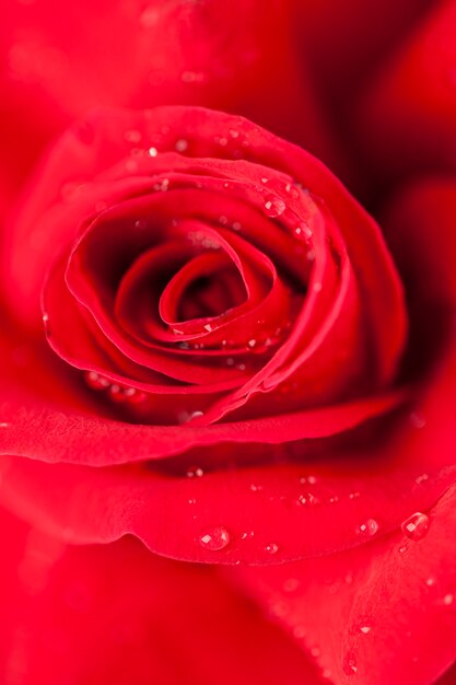 close-up of a rose with water drops.