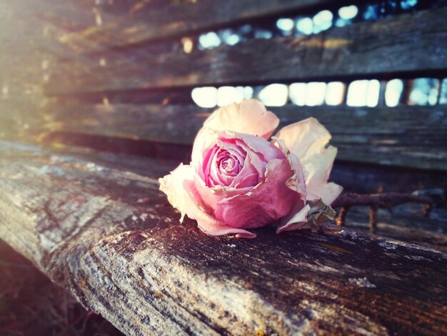 Foto close-up di una rosa sul legno