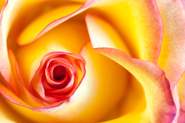 Foto close-up di una rosa