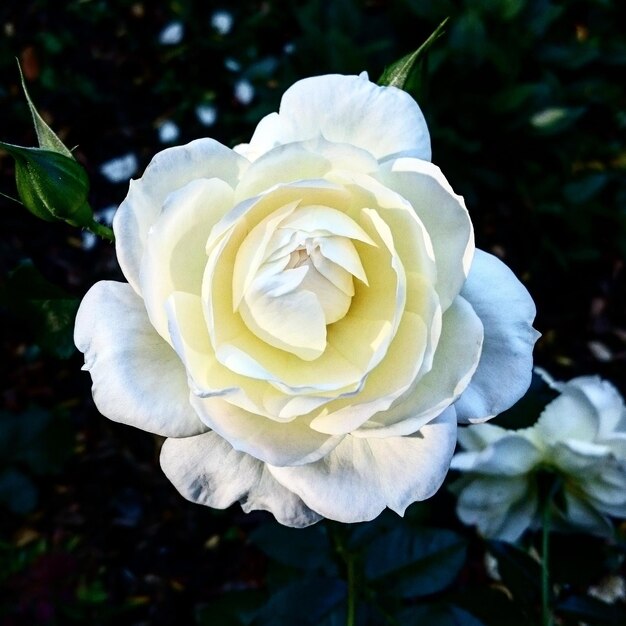 Close-up di una rosa