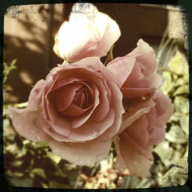 Foto close-up di una rosa