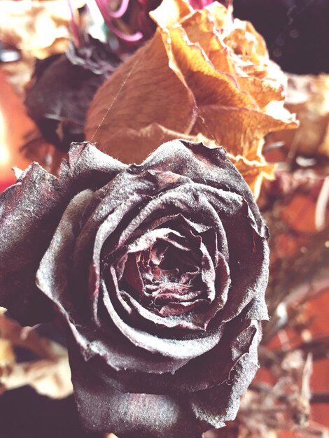 Photo close-up of rose