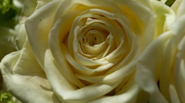 Close-up of rose