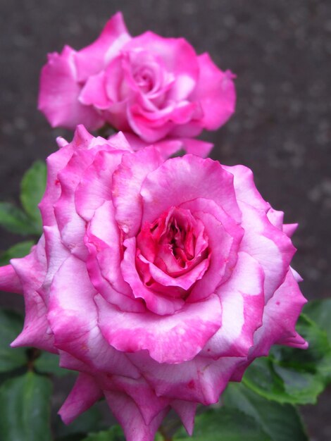 Foto close-up di una rosa