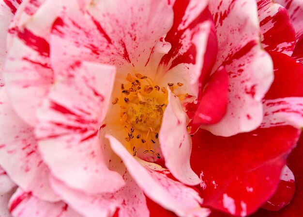 Photo close-up of rose