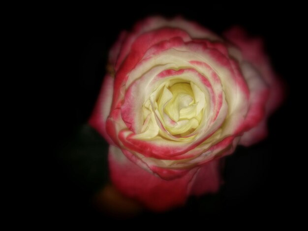 Foto close-up di una rosa