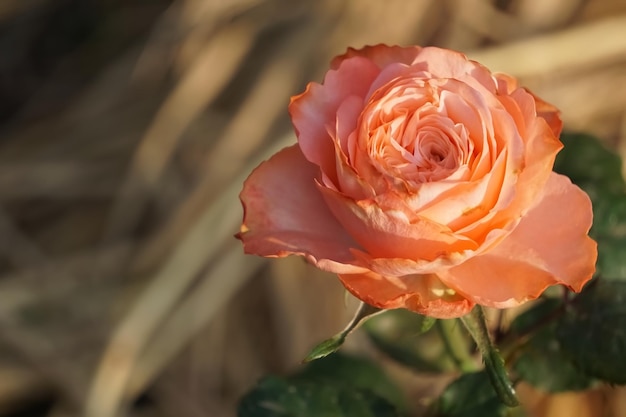 Foto close-up di una rosa