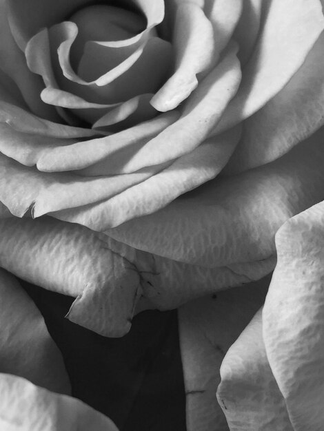 Photo close-up of rose