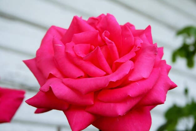 Close-up of rose