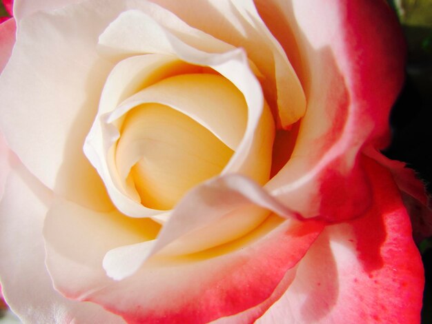 Close-up of rose