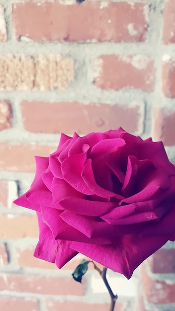 Foto close-up di una rosa