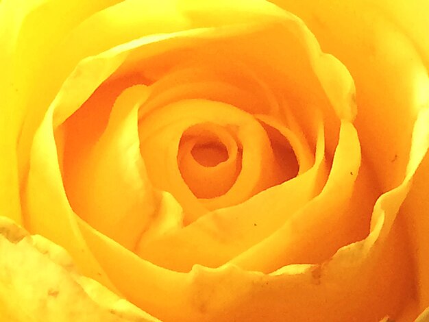 Photo close-up of rose