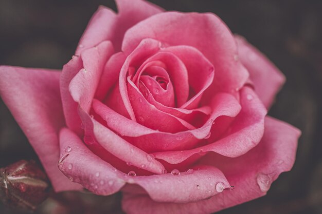 Foto close-up di una rosa