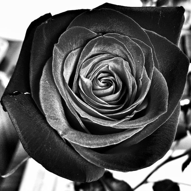 Photo close-up of a rose