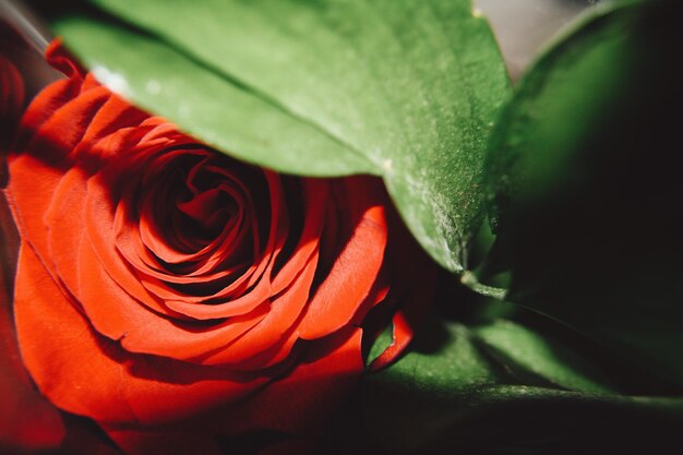 Foto close-up di una rosa