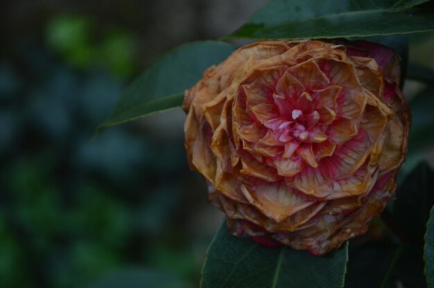 Foto close-up di una rosa