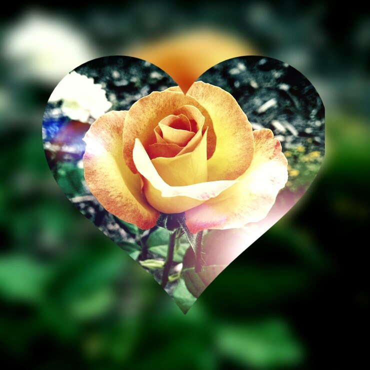 Photo close-up of rose