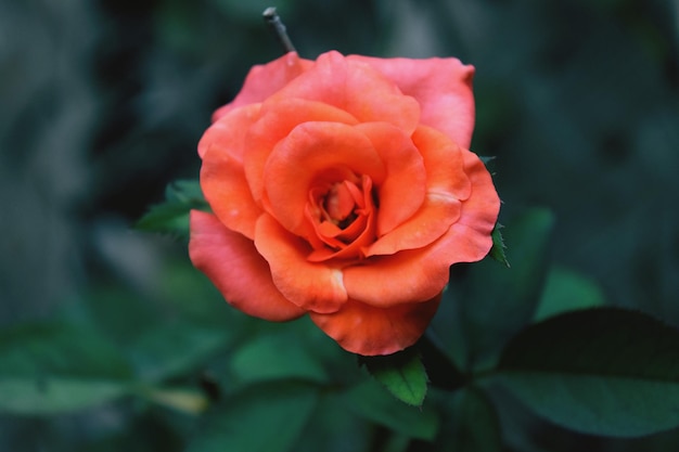 close-up of rose