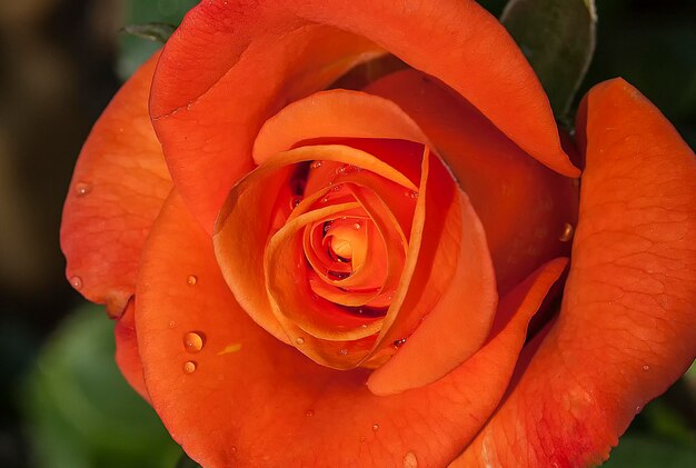 Foto close-up di una rosa