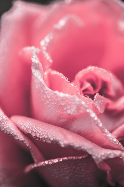 Close-up of rose