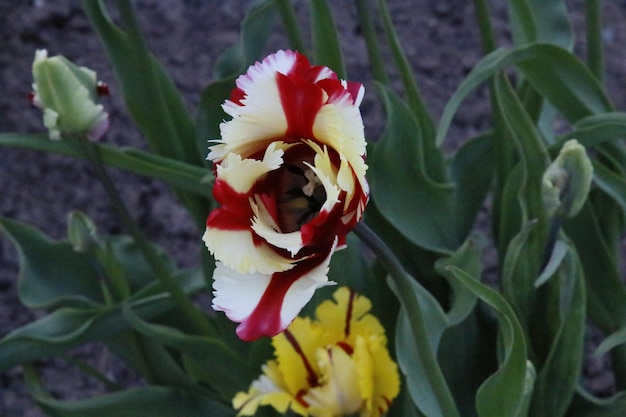 Photo close-up of rose