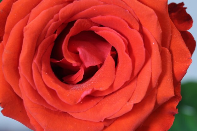 Close up of a rose