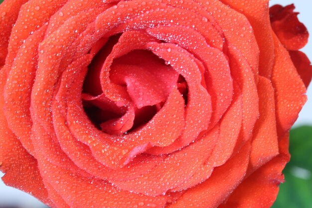 Close up of a rose