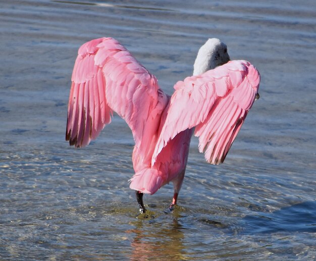 Close-up of roseate spoonbill in lake