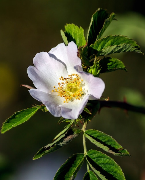 Close up of a Rosehip with black background