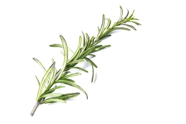 Photo close-up of rosemary against white background