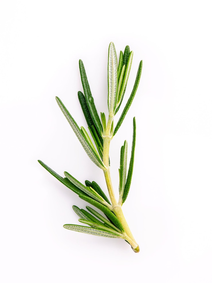 Photo close-up of rosemary against white background