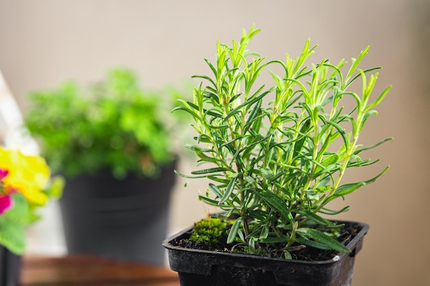 A close up of a rosemary plant in a pot