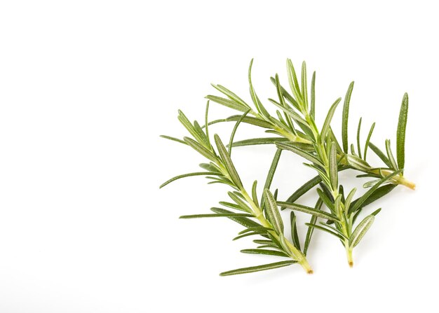 Close-up of rosemary twigs over white background