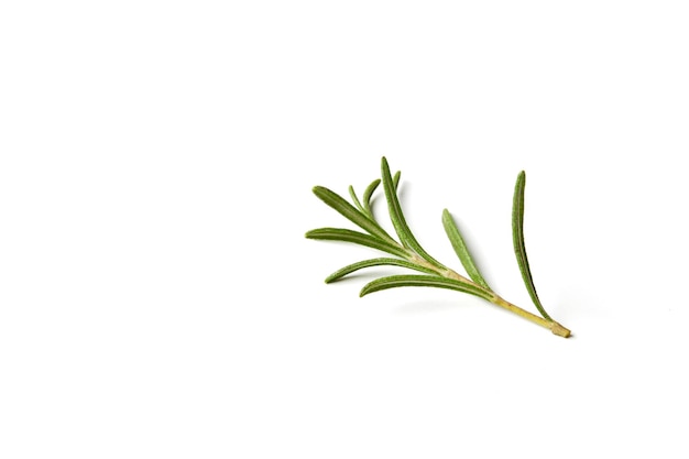 Photo close-up of rosemary over white background