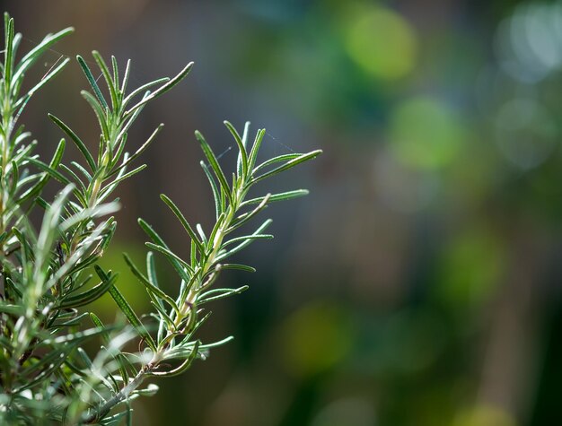 Photo close-up of rosemary